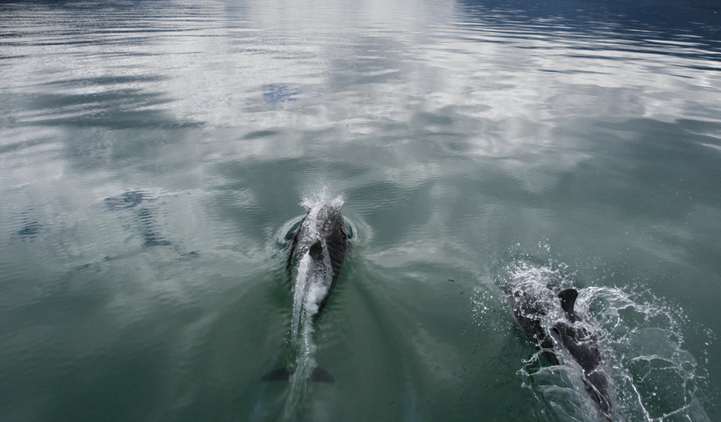 Дельфины плывут по морю