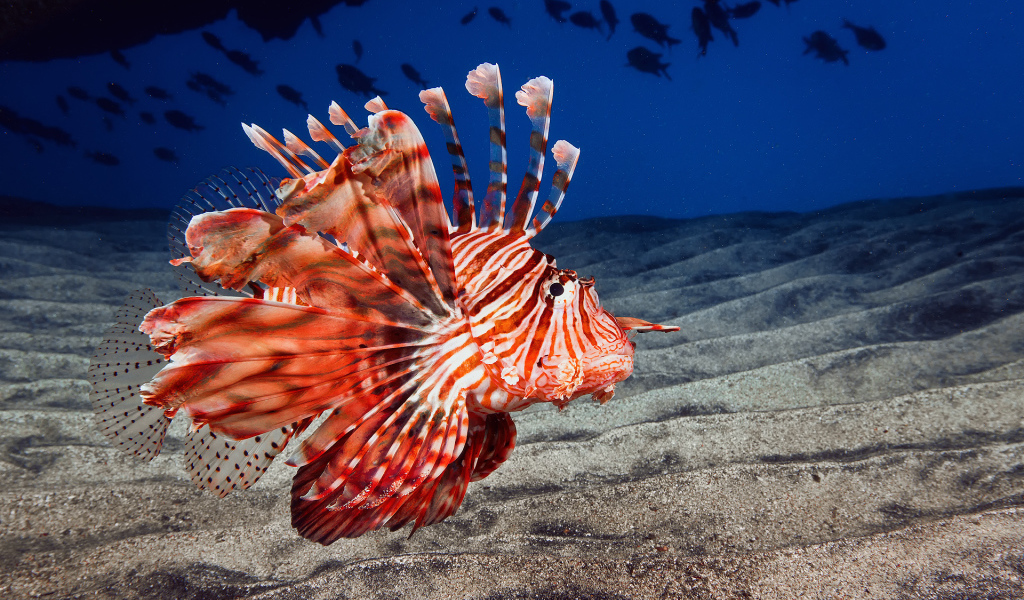 Рыба дракон