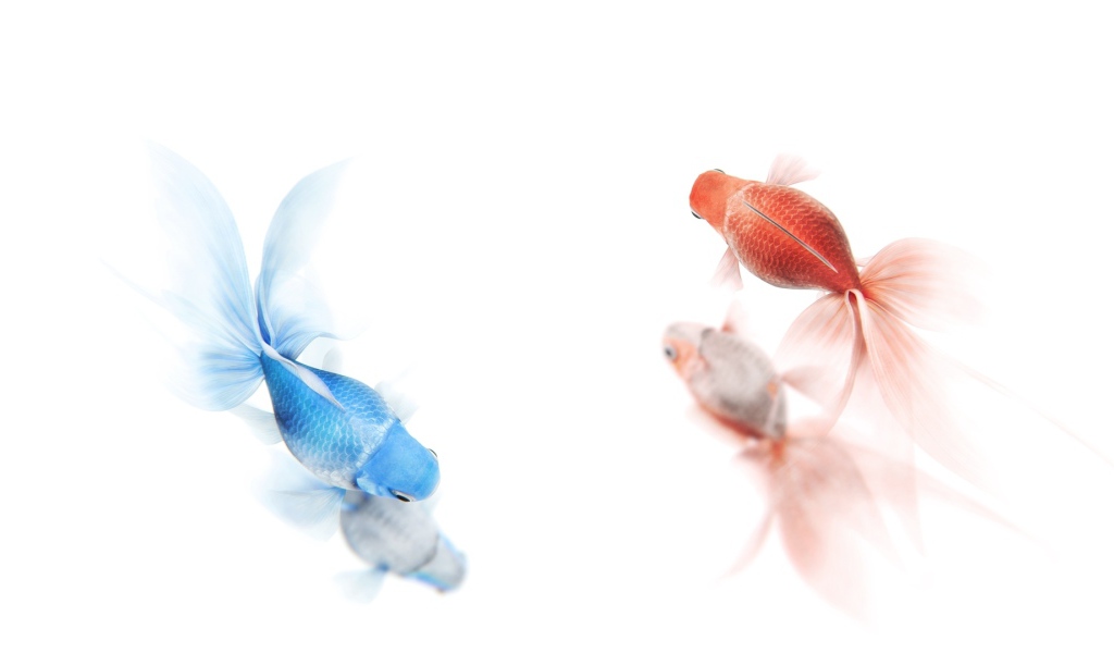 Золотая и синяя рыбы