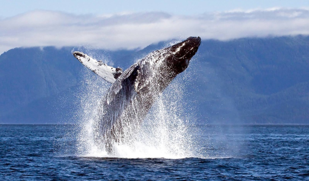 Прыжок кита из воды