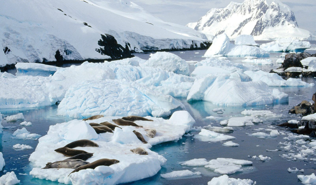 Тюлени лежат на льдине