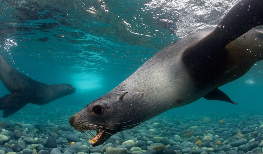 Тюлени под водой