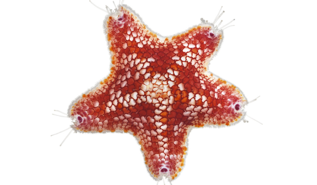 Морская звезда