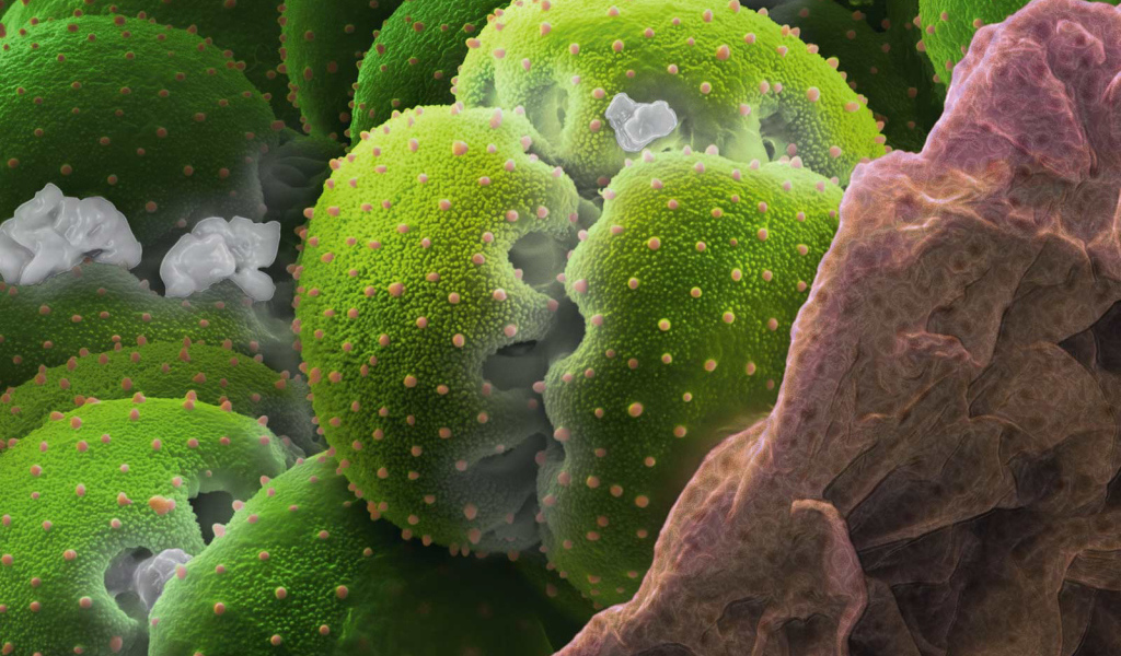 Природа подводного мира