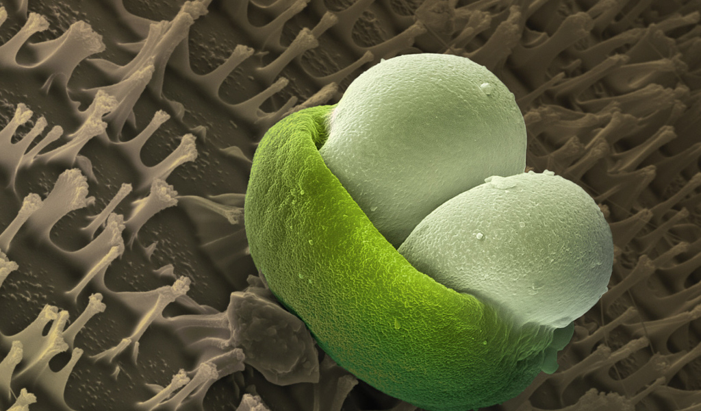 Подводная жизнь