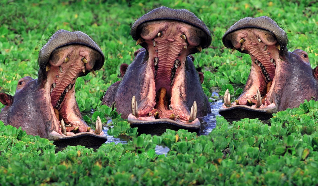 Бегемоты открыли пасть