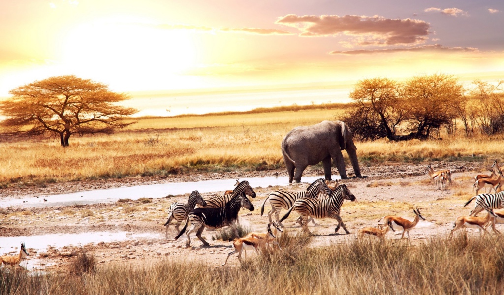 Африканские животные у водопоя