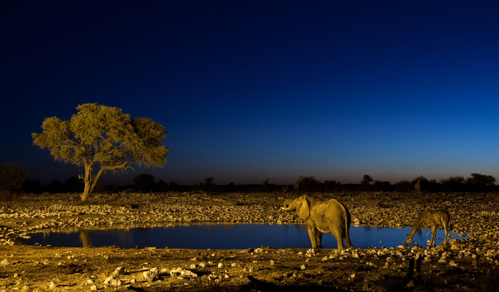 Африканские животные на водопое