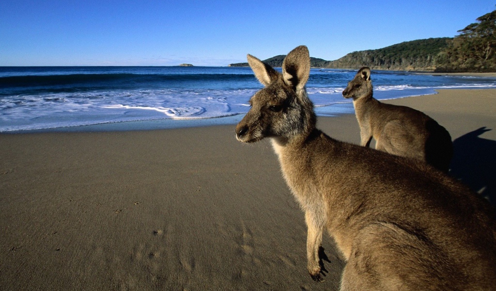 Кенгуру пришли на пляж