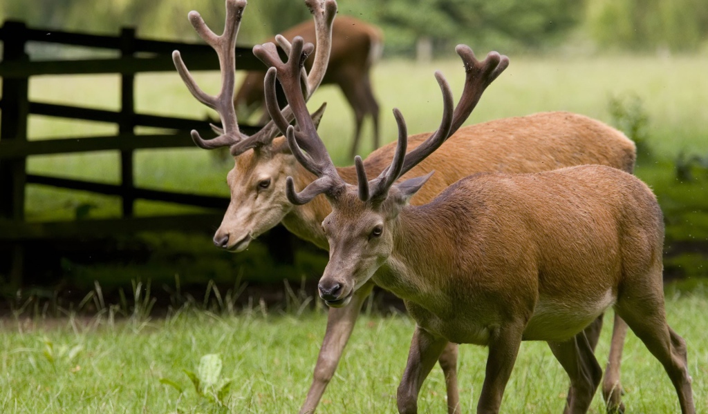 Пара оленей на природе