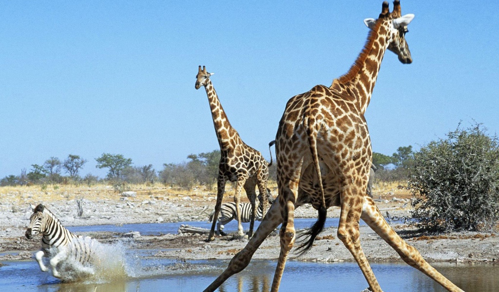 Животные Намибии