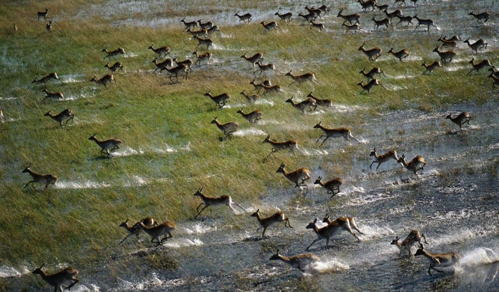 Антилопы бегут по затопленному полю