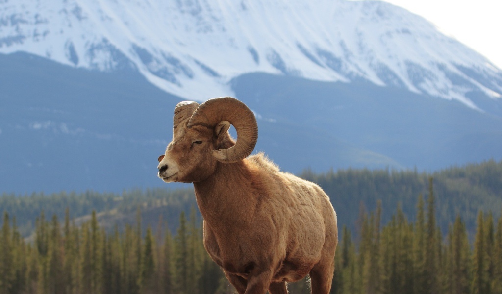 Горный баран
