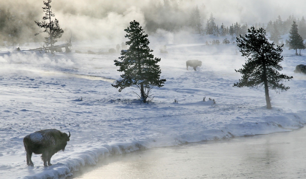 Бизоны пасутся на снегу