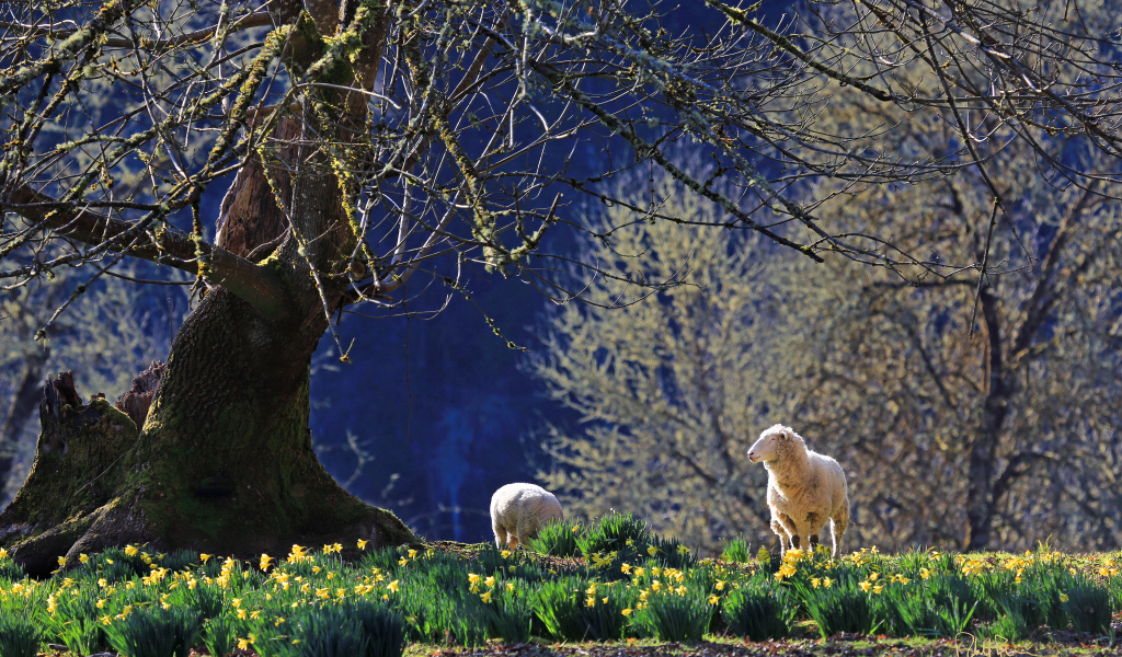 Нарциссы и ягнята