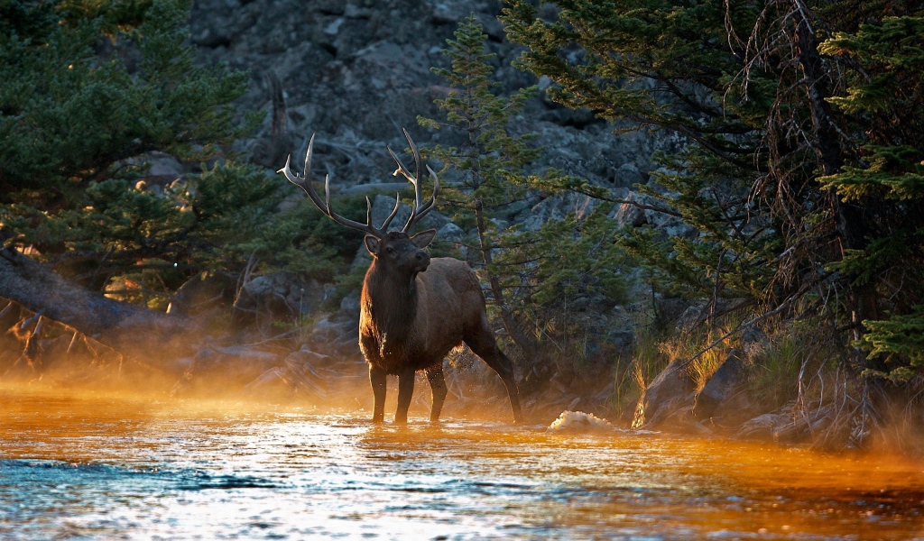 Олень на утренней заре