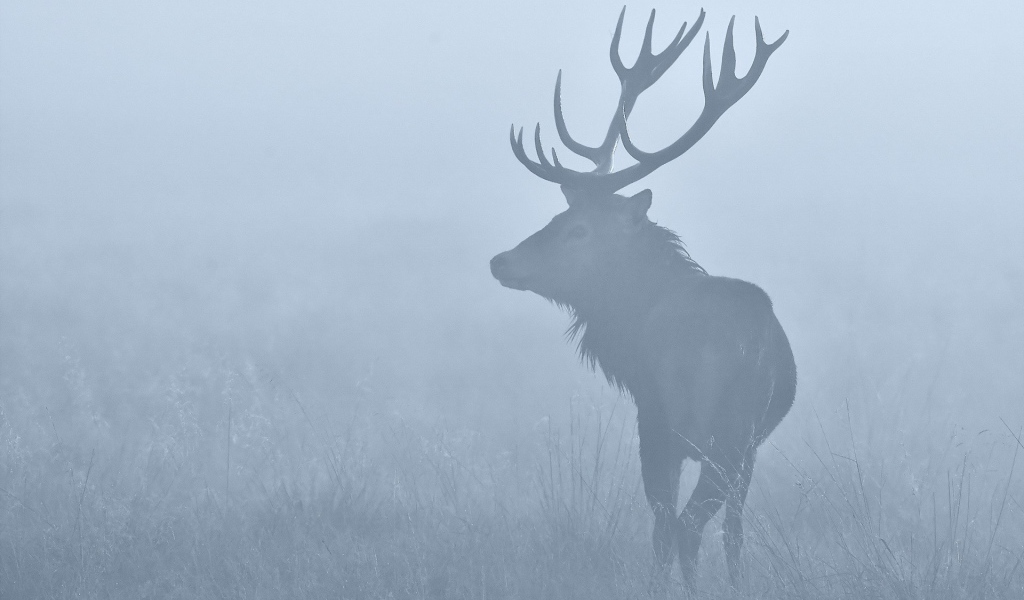 Олень в утреннем тумане