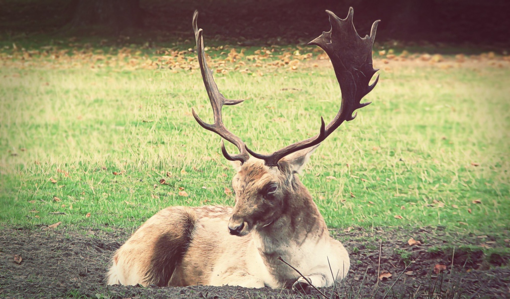 Олень лежит на земле