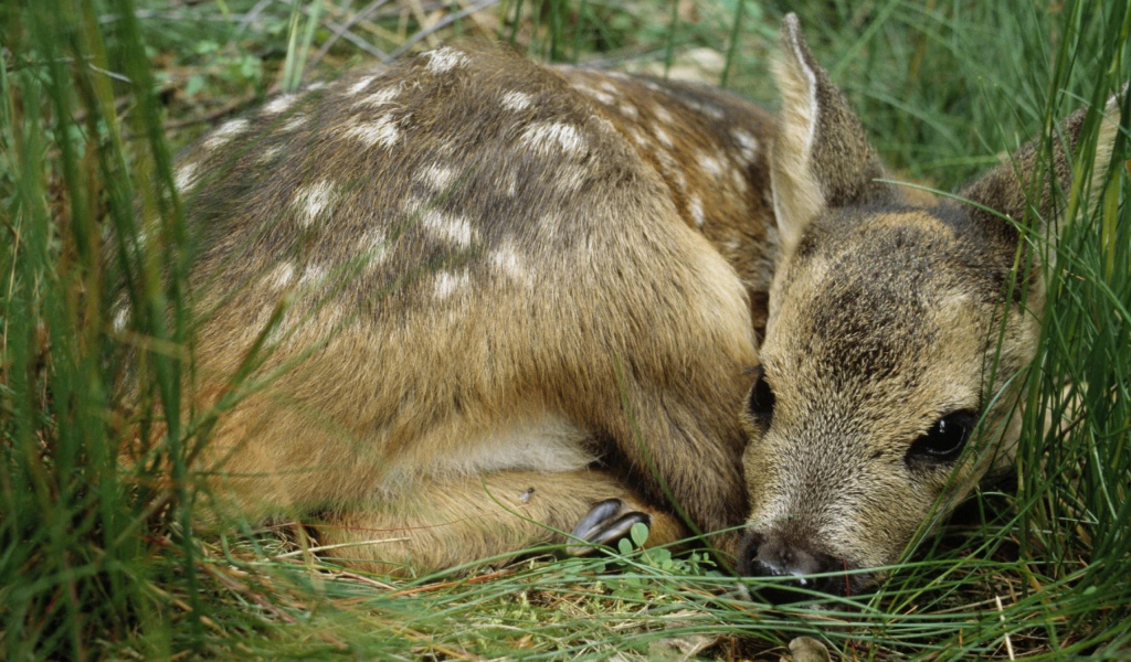 Олененок лежит в траве