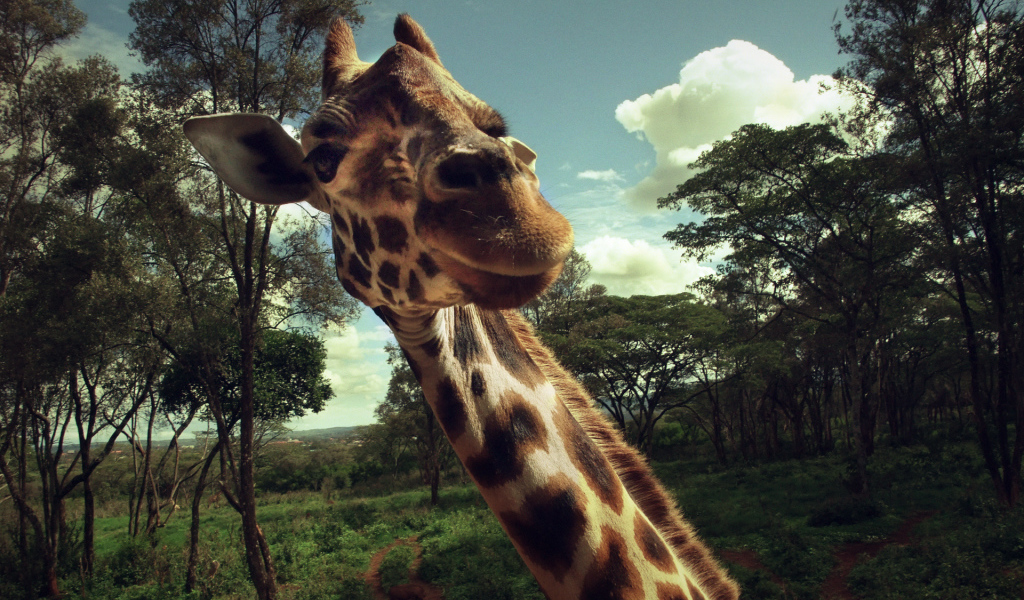 Жираф позирует