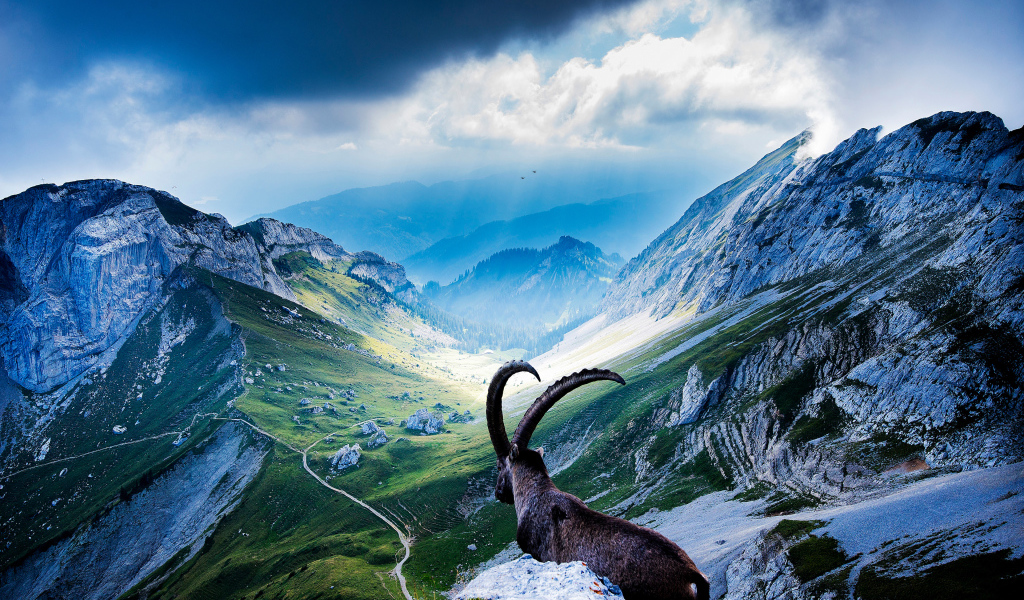 Коза на горе Пилатус