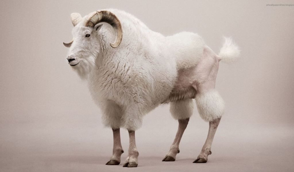 Козел со стрижкой под пуделя