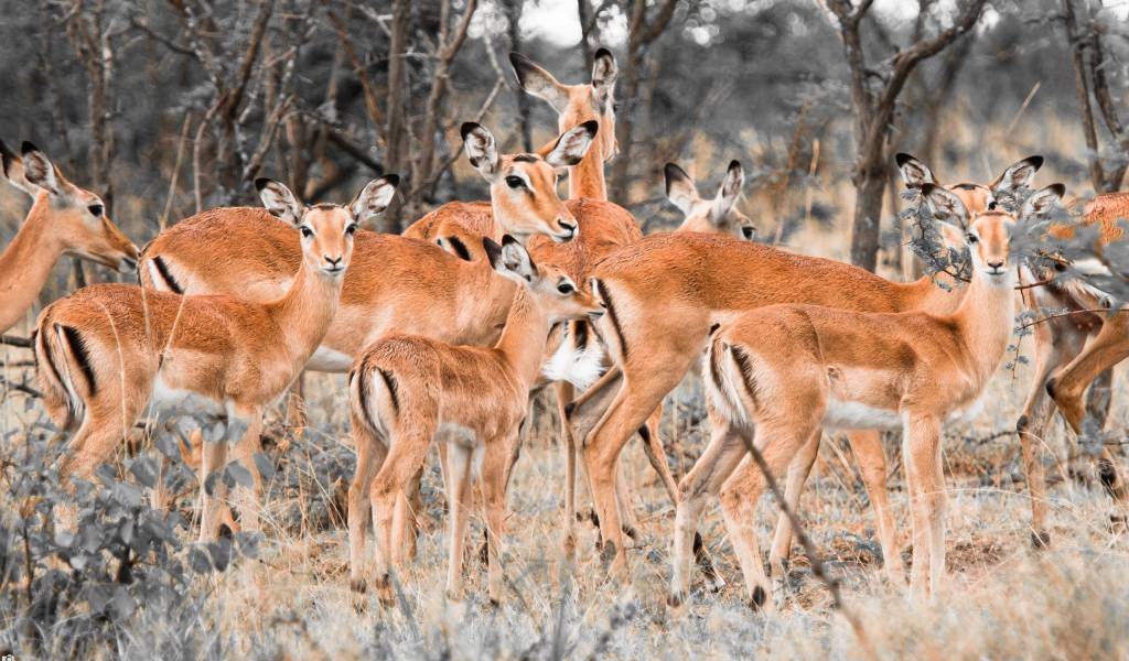 Стадо оленей