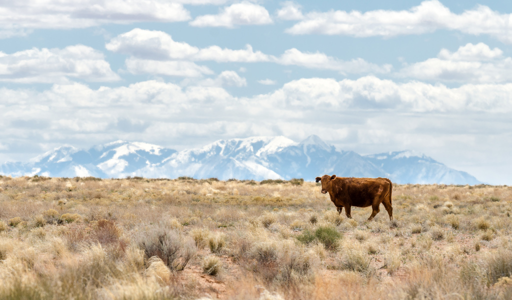 Одинокая корова на фоне гор