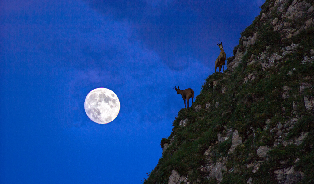 Горные козлы на фоне луны