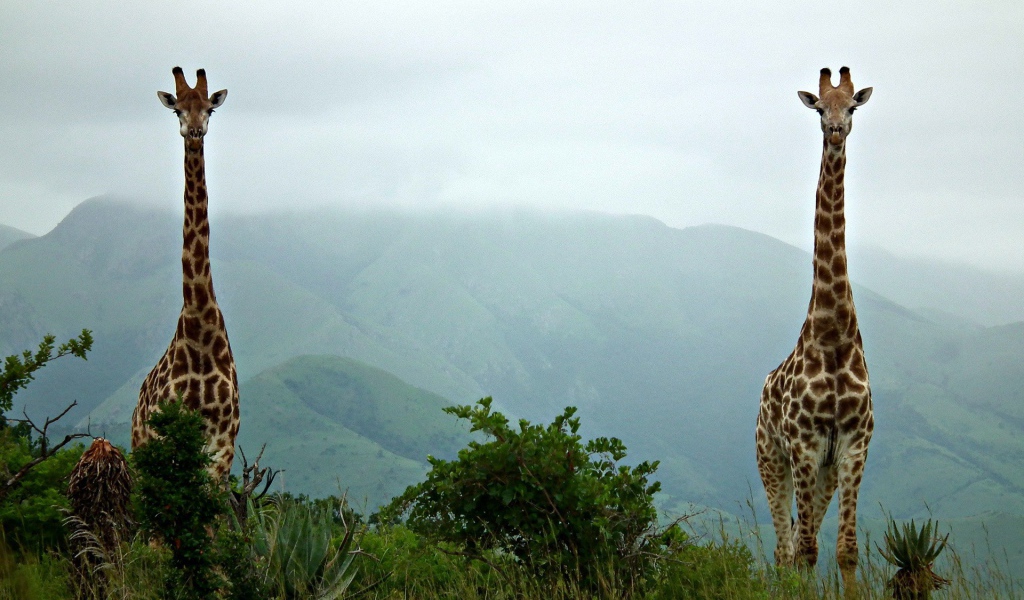 Two giraffe
