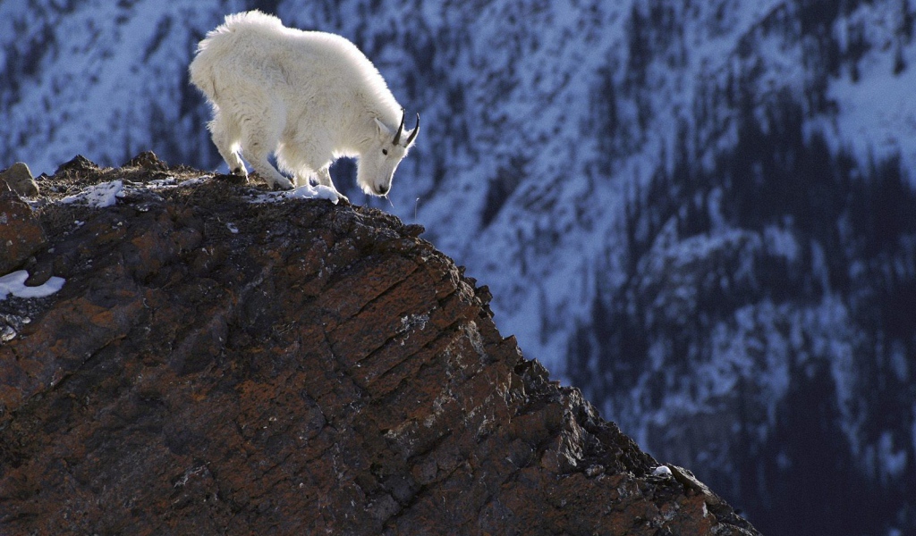 Белый козел в горах