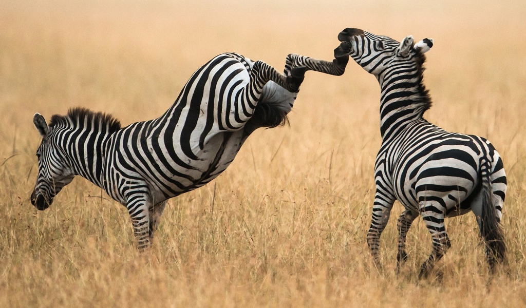 Зебра лягается