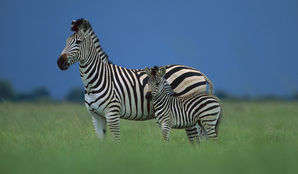 Зебра со своим детенышем