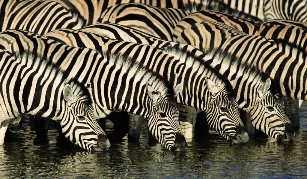 Зебры на водопое