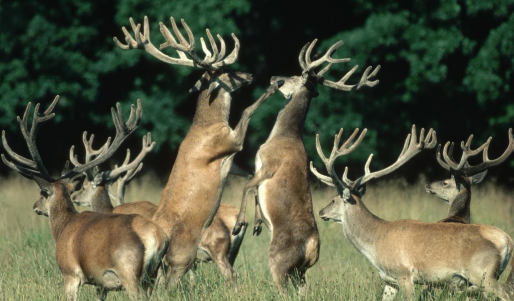 Битва оленей