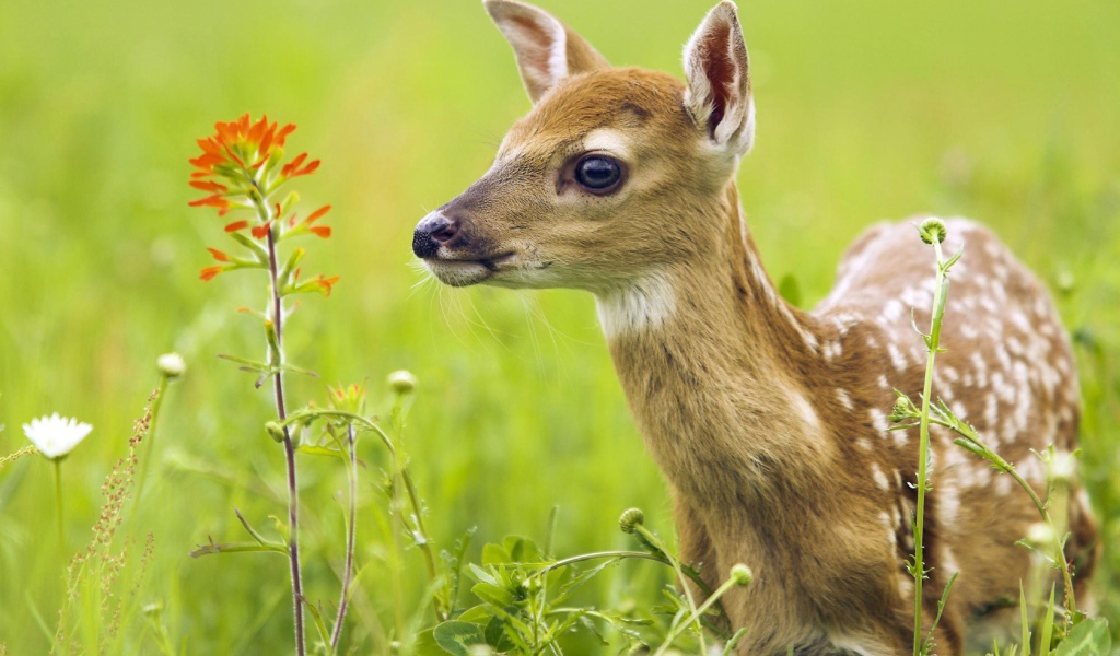 Олененок в траве