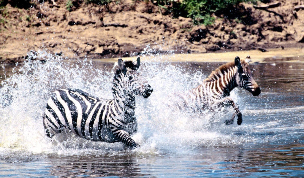 Зебры переходят через реку