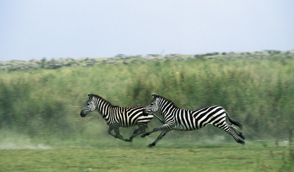 Зебры бегут