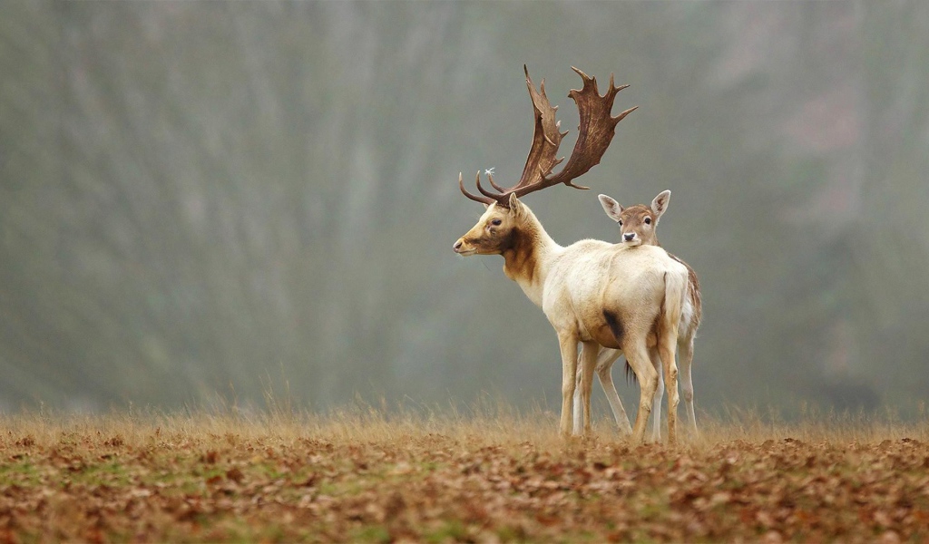 Пара оленей