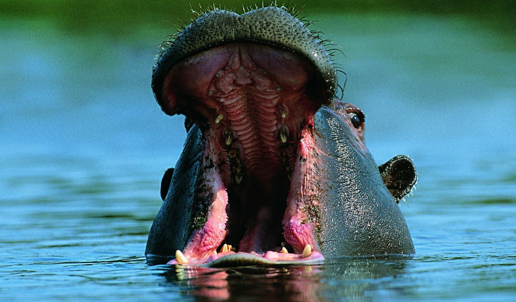 Бегемот открыл пасть