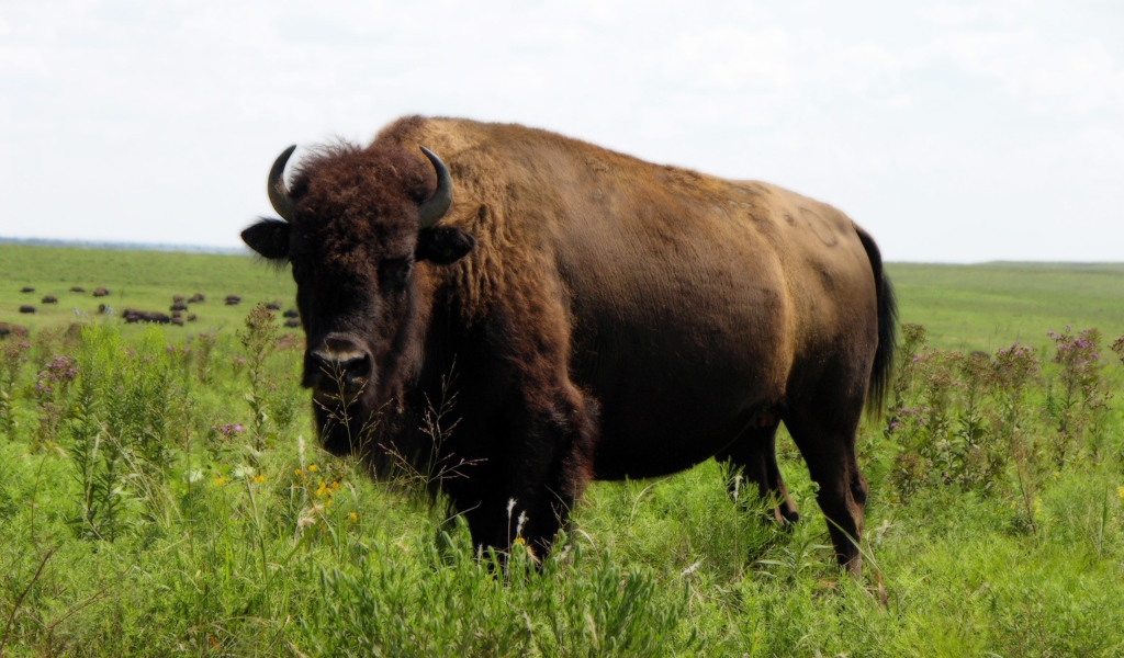 Бизон на природе