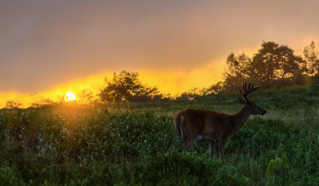 Олень на закате