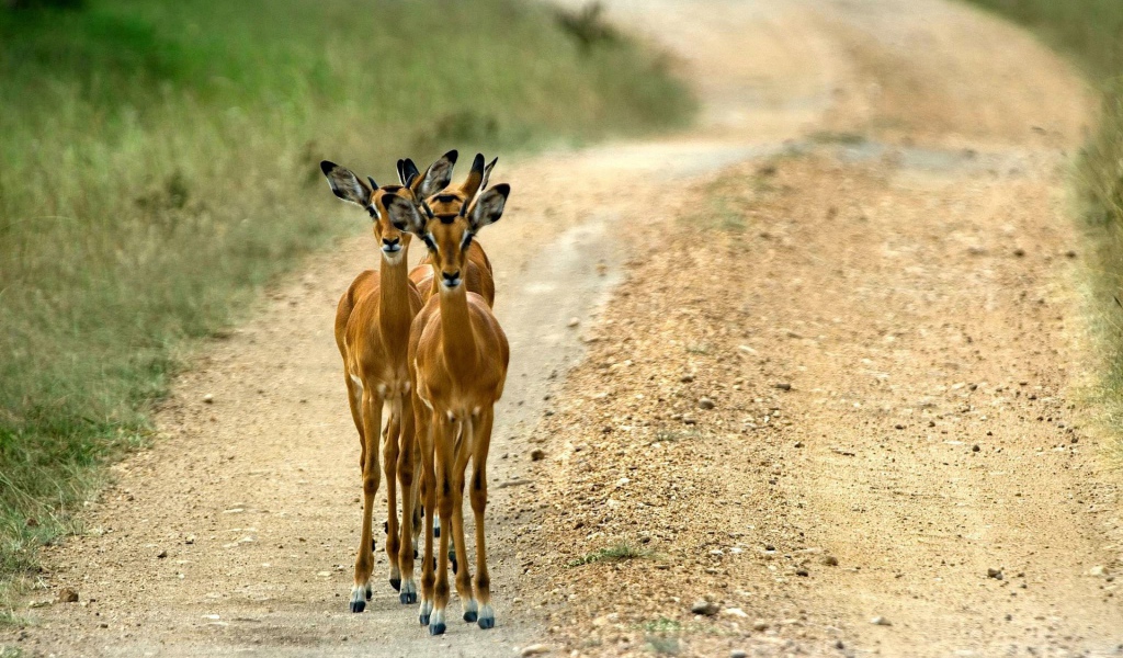 Косули на дороге