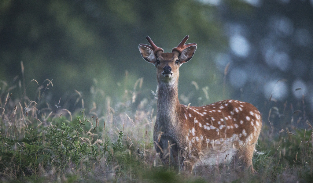 Пятнистый олень в траве