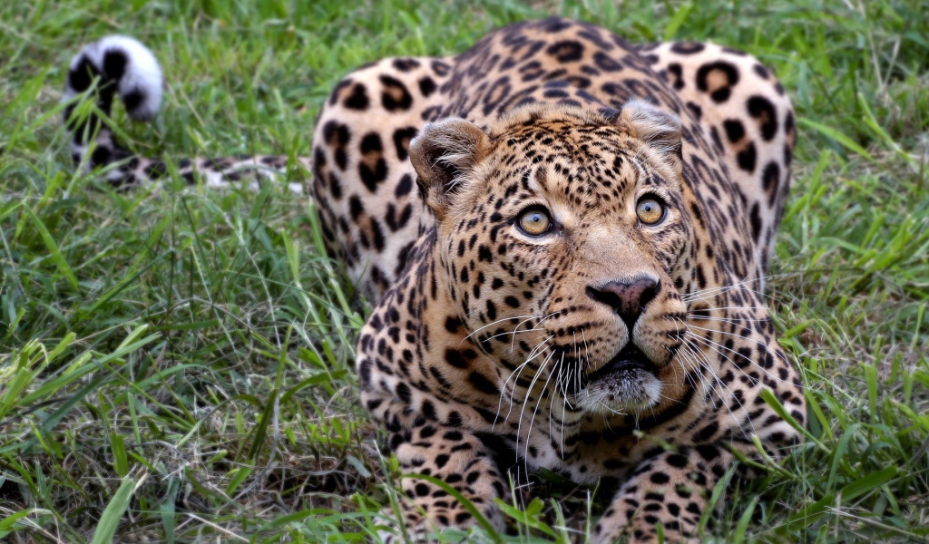 Африканский леопард