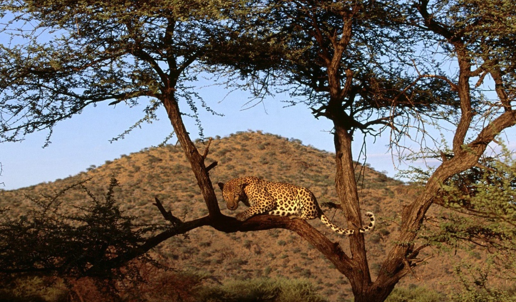 Африканский леопард на дереве