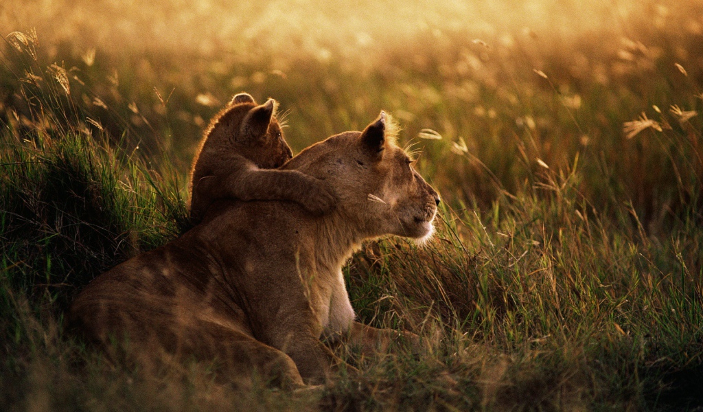 Африканский лев