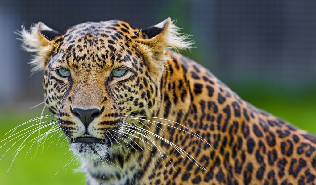 Восхитительный леопард