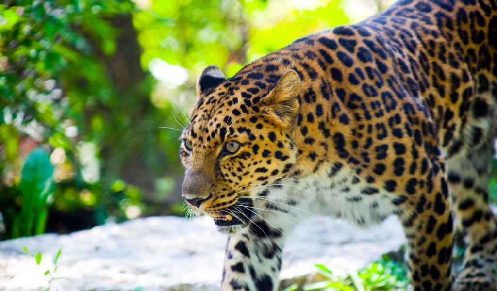 Злой леопард