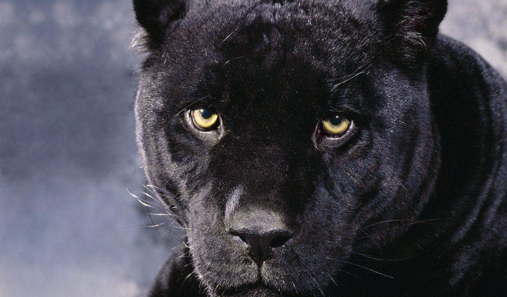 Черная пантера